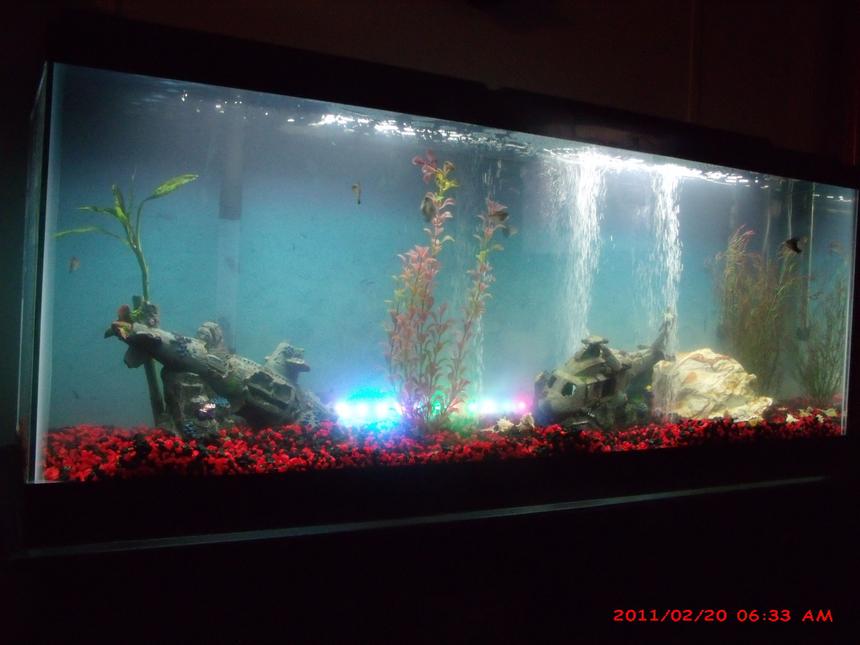 Rated #2952: 50 Gallons Freshwater Fish Tank