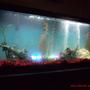 50 gallons freshwater fish tank (mostly fish and non-living decorations)