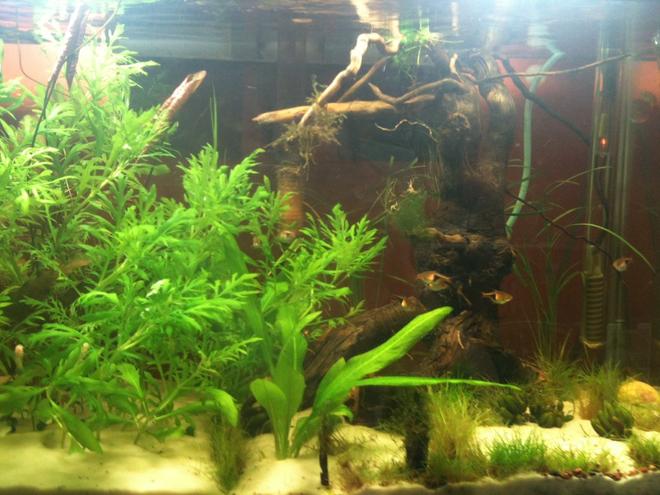 20 gallons planted tank (mostly live plants and fish) - 2 months
3 Albino Corys, w/ frys-born
7/10/12
and 2 survivors
2 Guppies,
3 Red Cherry Shrimps
8 Rasboras
Added tree on 1 AUG