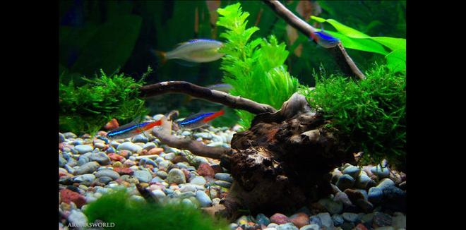 freshwater fish - paracheirodon innesi - neon tetra jumbo stocking in 7 gallons tank - My Neon Tetras