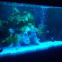 fish tank picture - My tank