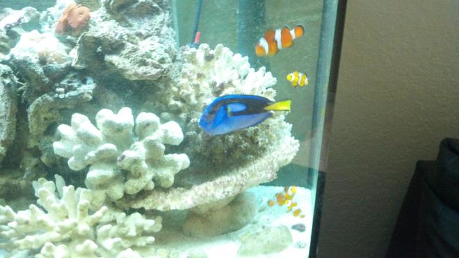 saltwater fish - paracanthurus hepatus - blue tang stocking in 72 gallons tank - Clown Family