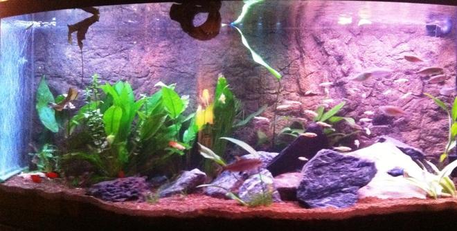 75 gallons planted tank (mostly live plants and fish) - 75 gal