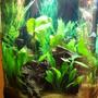 75 gallons planted tank (mostly live plants and fish) - 30 gal Piranha tank