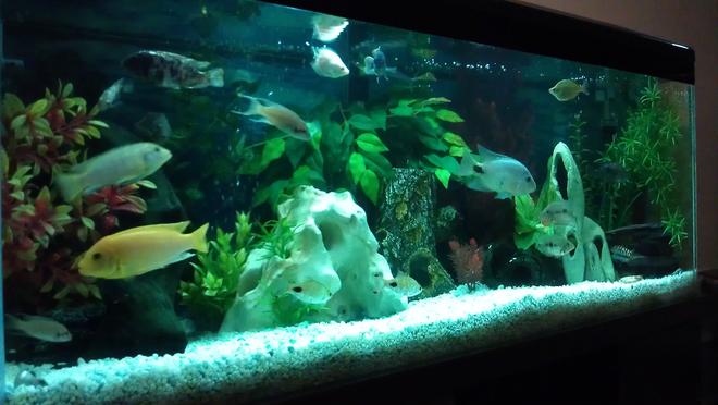 55 gallons freshwater fish tank (mostly fish and non-living decorations) - My cichlid tank after a good clean