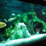 fish tank picture - Additional pump added , the effects of both a fulval 203 and my new fulval 403