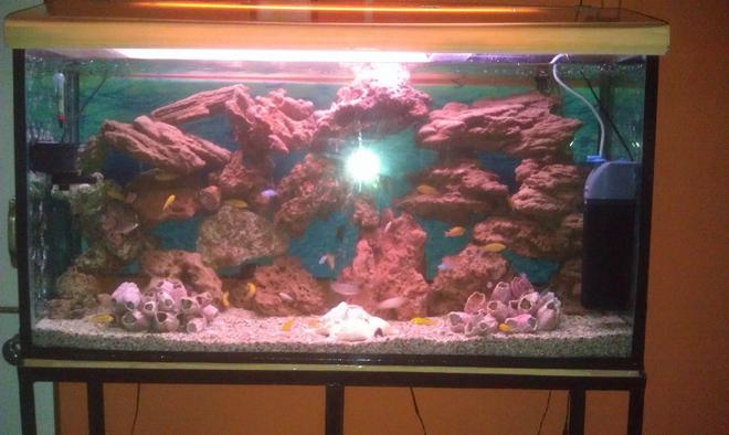 75 gallons freshwater fish tank (mostly fish and non-living decorations) - Chichlid Community tank