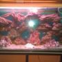 75 gallons freshwater fish tank (mostly fish and non-living decorations) - Chichlid Community tank