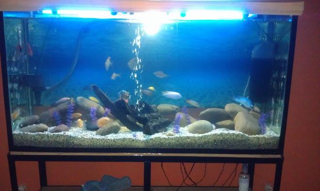 75 gallons freshwater fish tank (mostly fish and non-living decorations) - Chichlids Community Tank