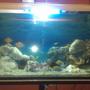 fish tank picture - Chichlids Community Tank