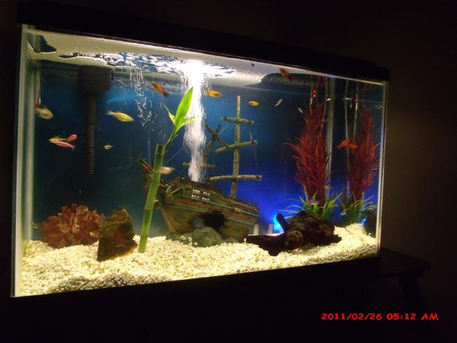 30 gallons freshwater fish tank (mostly fish and non-living decorations) - my 2 year old 30 gallon tank