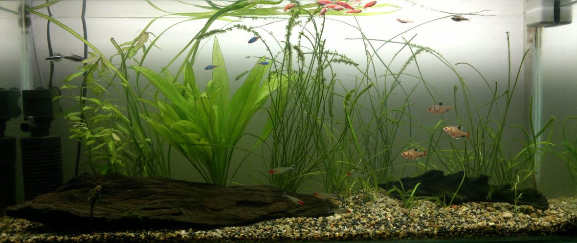 15 gallons planted tank (mostly live plants and fish) - tetra-pack