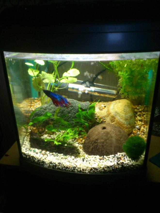 147 gallons freshwater fish tank (mostly fish and non-living decorations) - 1ftx1ftx1ft tank
Male Fighter fish
Japonica shrimp