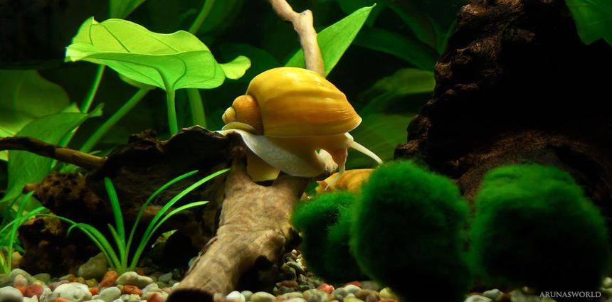 Rated #7: Corals Inverts - Pomacea Bridgesii - Golden Apple Snail Stocking In 7 Gallons Tank - My Golden Apple Snail - Pomacea bridgesii.