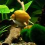 corals inverts - pomacea bridgesii - golden apple snail stocking in 7 gallons tank - My Golden Apple Snail - Pomacea bridgesii.