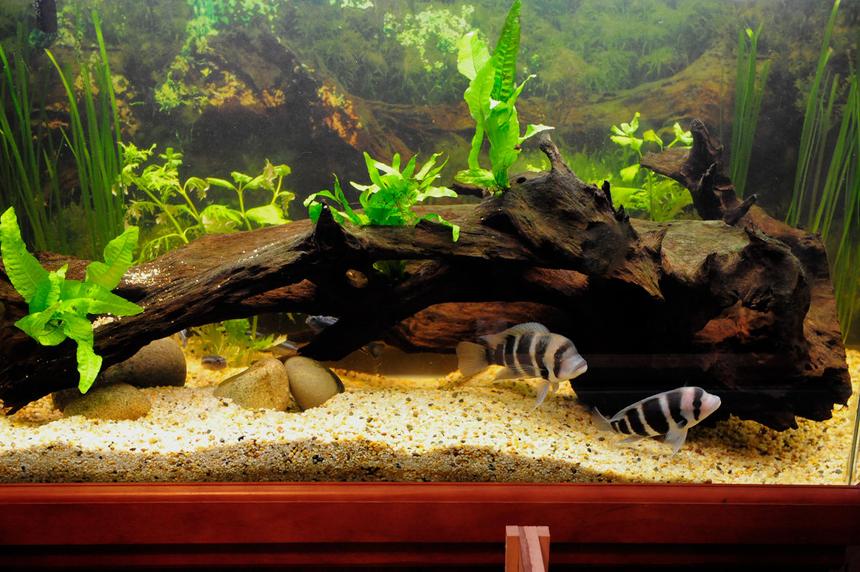 Rated #51: 95 Gallons Planted Tank - Back when I was keeping Fronies.