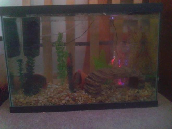 20 gallons freshwater fish tank (mostly fish and non-living decorations) - 20 Gal Cichlid tank