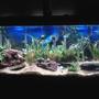 55 gallons planted tank (mostly live plants and fish) - 55 gallon tank. 45 fish, all live plants, lava rocks and slate. A all natural habitat.