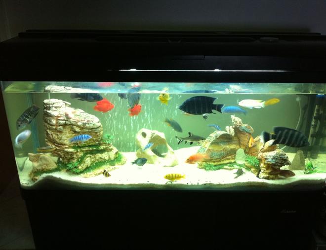 40 gallons freshwater fish tank (mostly fish and non-living decorations) - Sandy rocks