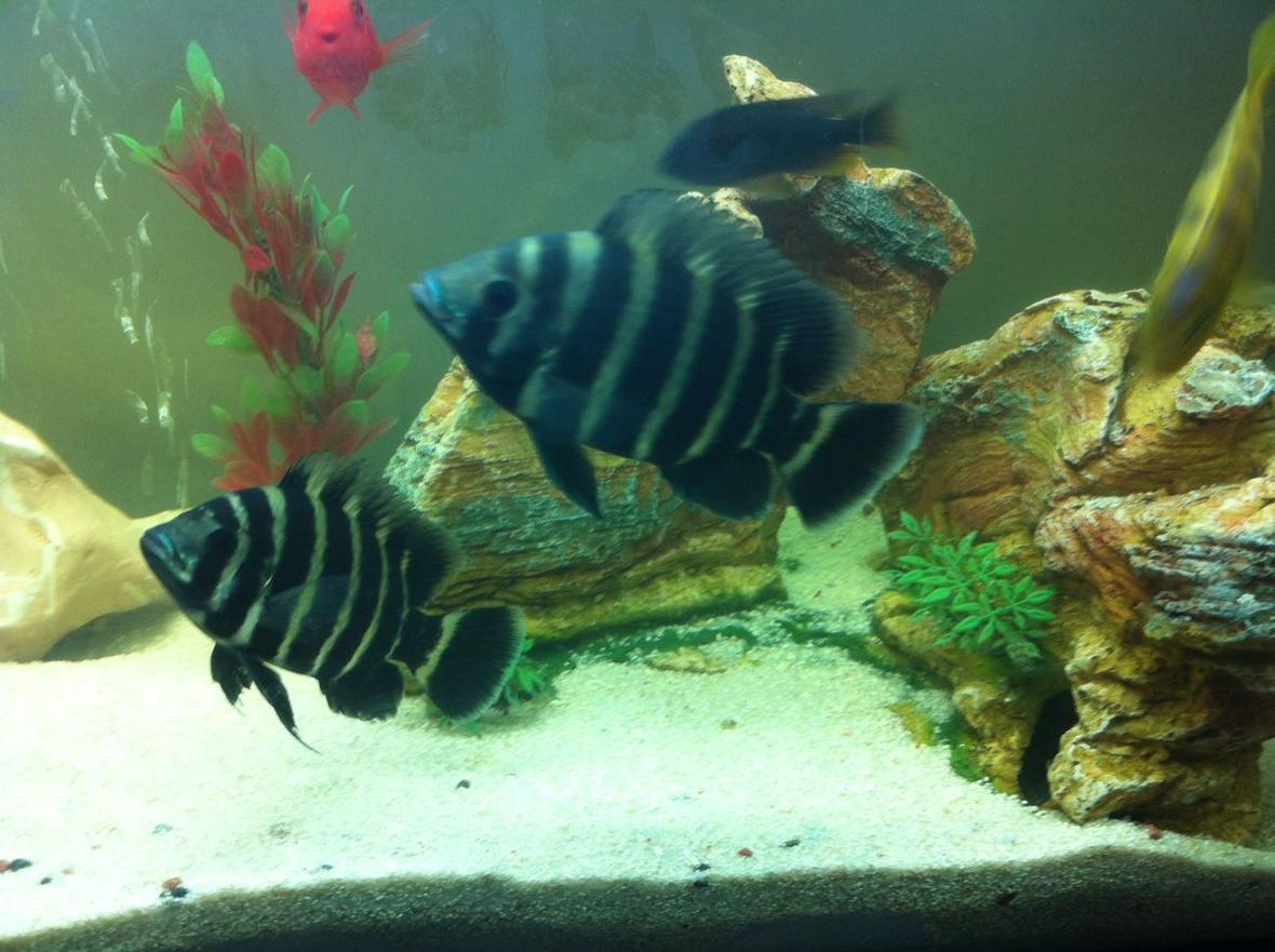 freshwater fish - tilapia butterkofferi - buttikoferi cichlid stocking in 40 gallons tank - My tilapia cichlids
