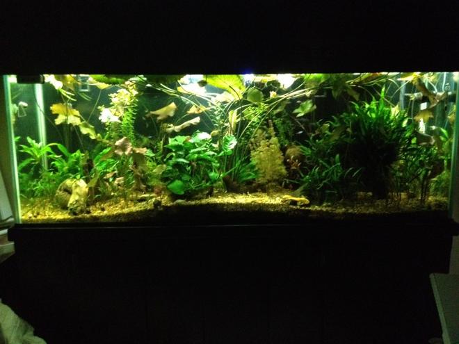 150 gallons planted tank (mostly live plants and fish) - 150 Gallon planted