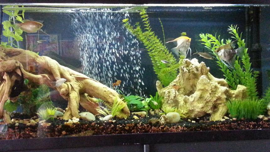 Rated #94: 55 Gallons Planted Tank - 55 gallon fresh water live plants