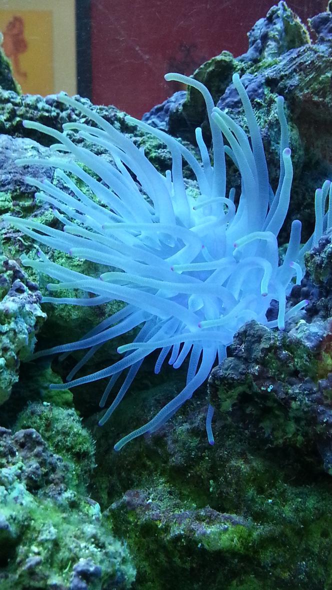 Rated #23: Corals Inverts - Condylactis Sp. - Haitian Reef Anemone Stocking In 55 Gallons Tank - Haitian pink tip anemone