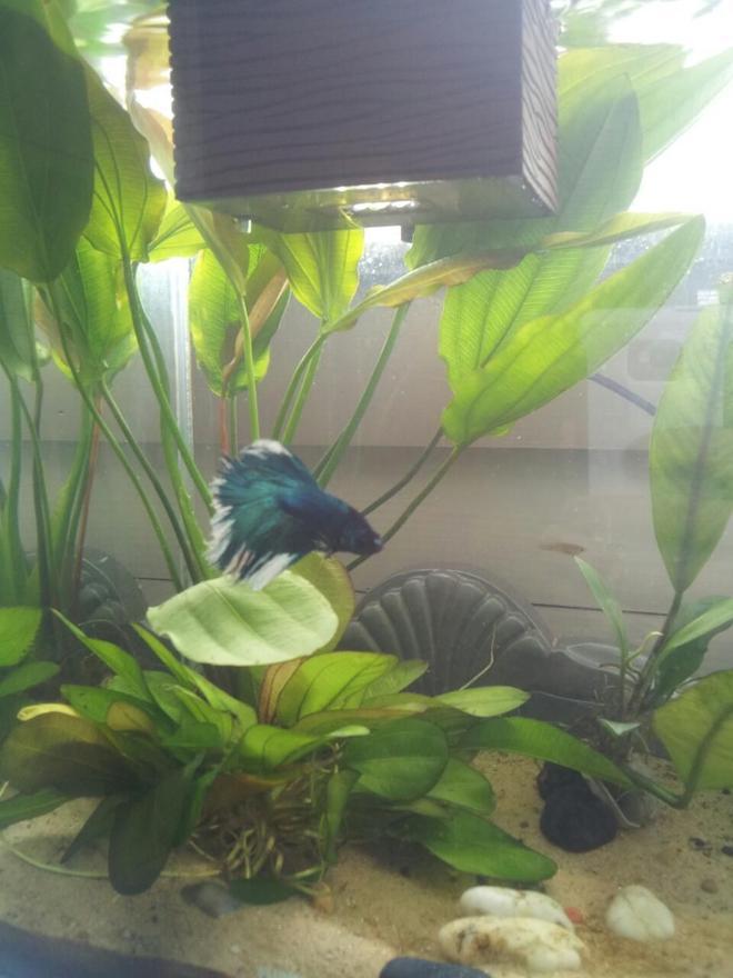 planted tank (mostly live plants and fish) - 5 Gallon Fluval Chi. Home to a Halfmoon betta, 3 Otos, 2 Endlers, 1 Ghost Shrimp and 1 Assassin Snail.
Sand and live plants. Plants: Anubis, Melon Sword, Unknown Sword. Natural light.