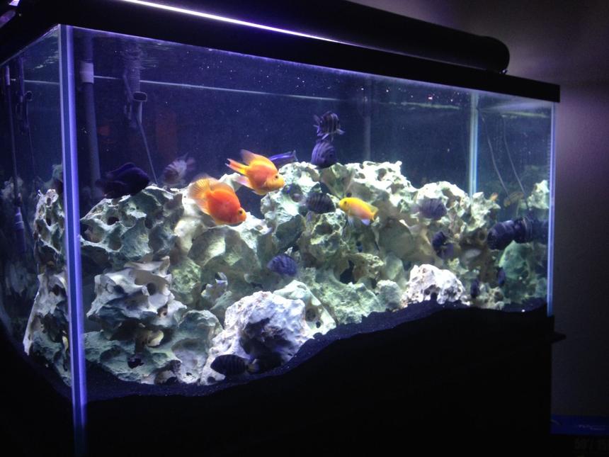 Rated #2540: 90 Gallons Freshwater Fish Tank - My 90 Gallon