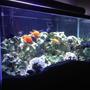 90 gallons freshwater fish tank (mostly fish and non-living decorations) - My 90 Gallon