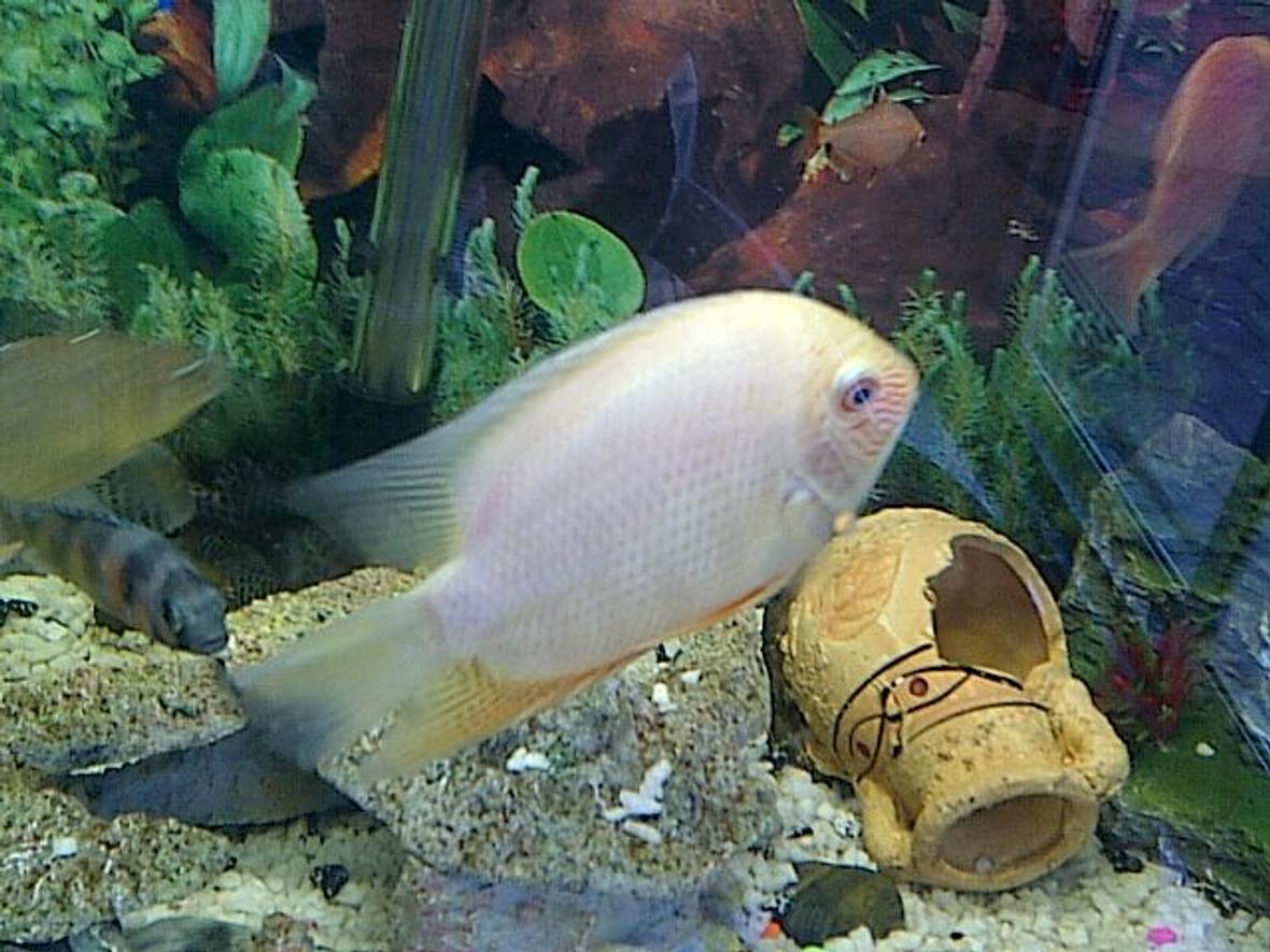 freshwater fish - heros serverus - gold severum stocking in 40 gallons tank - My Golden Severum