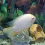 freshwater fish - heros serverus - gold severum stocking in 40 gallons tank - My Golden Severum