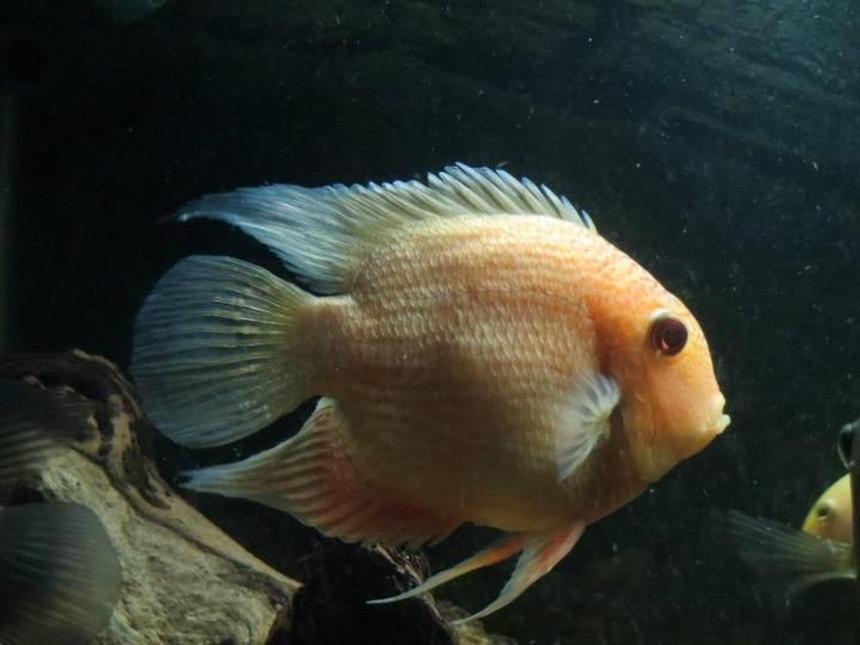 Rated #36: Freshwater Fish - Heros Serverus - Gold Severum Stocking In 125 Gallons Tank - 7" Male Gold severum