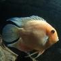 freshwater fish - heros serverus - gold severum stocking in 125 gallons tank - 7" Male Gold severum