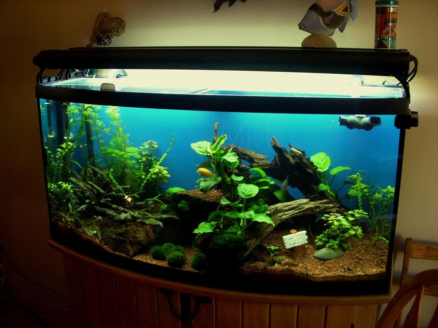 Rated #94: 72 Gallons Freshwater Fish Tank - Month Three