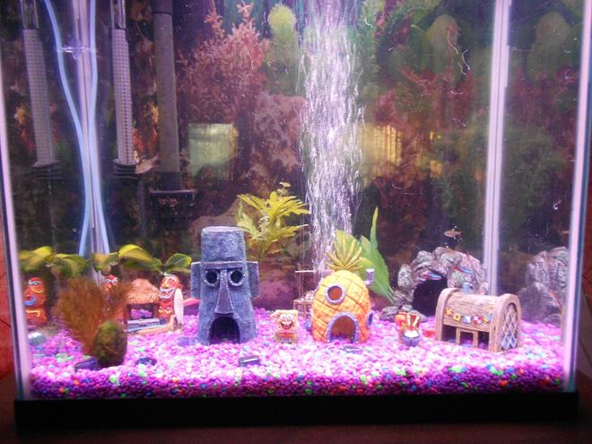 30 gallons freshwater fish tank (mostly fish and non-living decorations) - My 30gal
