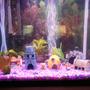 30 gallons freshwater fish tank (mostly fish and non-living decorations) - My 30gal
