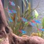 26 gallons planted tank (mostly live plants and fish) - ....................