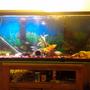 70 gallons freshwater fish tank (mostly fish and non-living decorations) - My tank