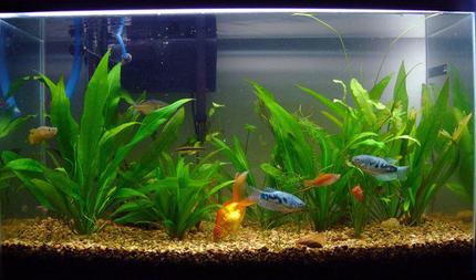 20 gallons planted tank (mostly live plants and fish) - This is one of my 5 tanks.29 gallon tank with 1 gold,some swords,killies,plattys and amazon swords.