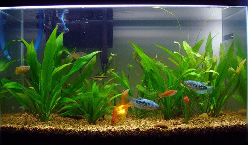 Rated #121: 20 Gallons Planted Tank - This is one of my 5 tanks.29 gallon tank with 1 gold,some swords,killies,plattys and amazon swords.