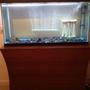100 gallons freshwater fish tank (mostly fish and non-living decorations) - 100 gallon tank with Custom stand