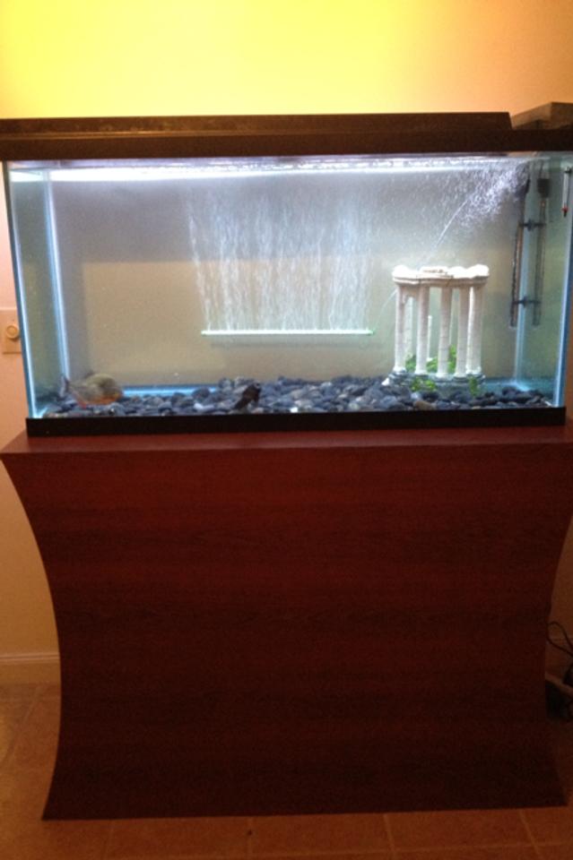 100 gallons freshwater fish tank (mostly fish and non-living decorations) - 100 gallon tank with Custom stand