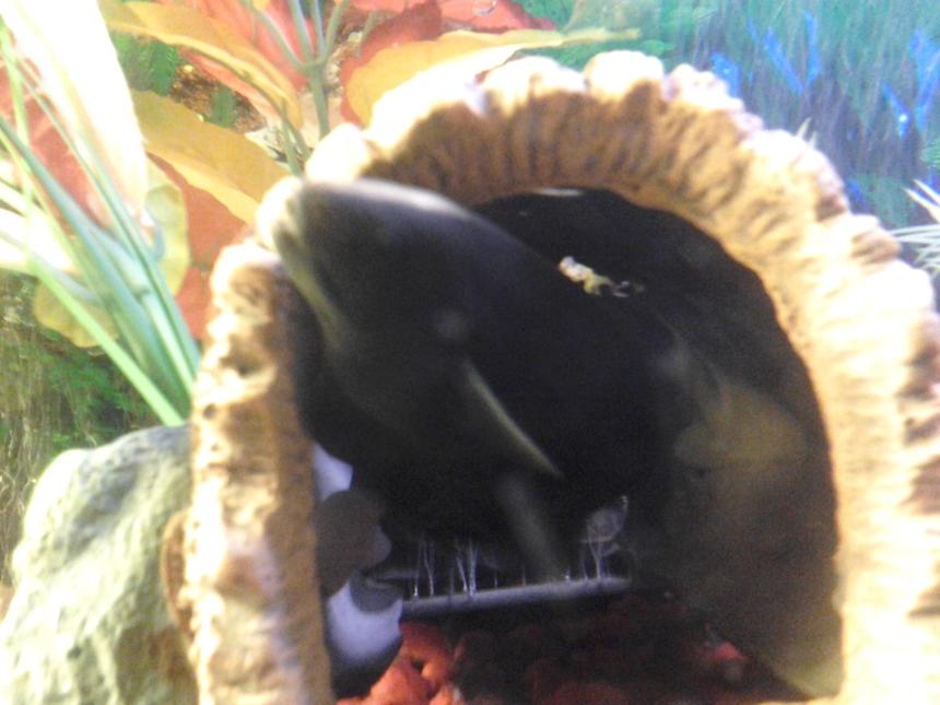 Rated #94: Freshwater Fish - Apteronotus Albifrons - Black Ghost Knifefish Stocking In 70 Gallons Tank - My black knife ghost fish "spooky"