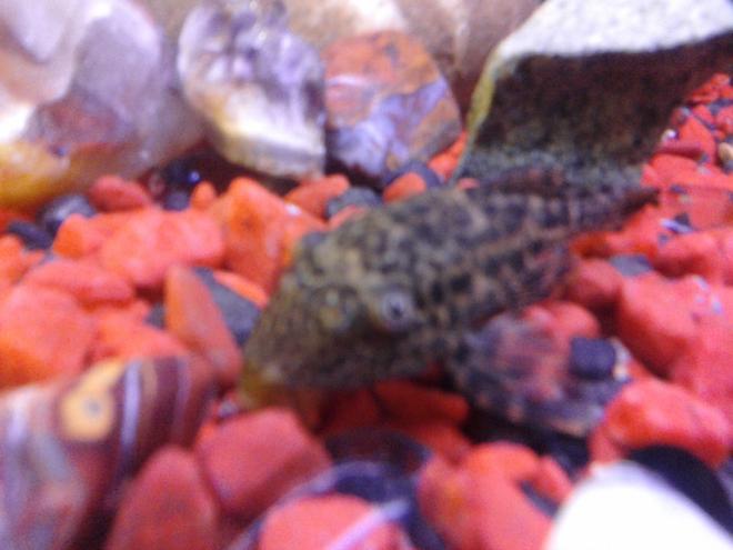 freshwater fish stocking in 70 gallons tank