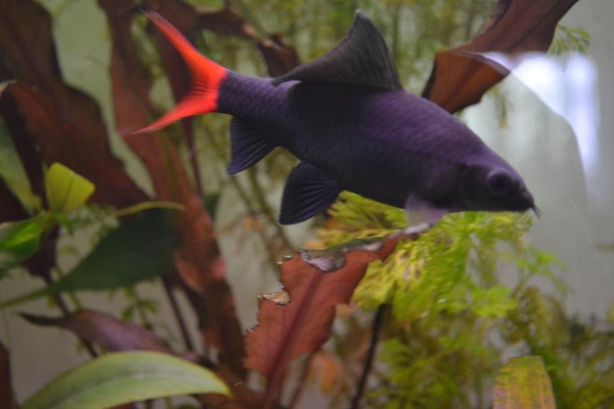 Rated #47: Freshwater Fish - Epalzeorhynchos Bicolor - Redtail Shark Stocking In 120 Gallons Tank - Red-tailed black shark (Epalzeorhynchos bicolor), also known as the redtail shark and Labeo bicolor