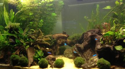 40 gallons planted tank (mostly live plants and fish) - First planted tank 5 months old