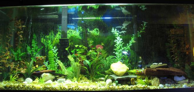 55 gallons freshwater fish tank (mostly fish and non-living decorations) - This is my 55gal freshwater.