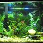 55 gallons freshwater fish tank (mostly fish and non-living decorations) - This is my 55gal freshwater.