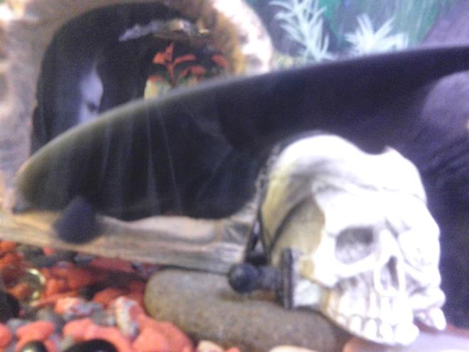 freshwater fish - apteronotus albifrons - black ghost knifefish stocking in 70 gallons tank - Spooky